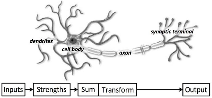 A functional description of a biological neuron’s structure